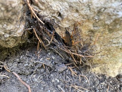 Pimpla rufipes