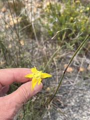 Moraea bituminosa