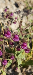 Calceolaria purpurea