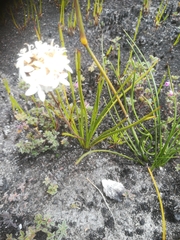 Corymbium villosum