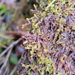 Ptilidium pulcherrimum