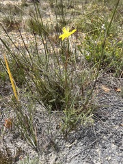 Moraea bituminosa