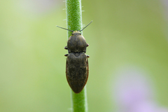 Prosternon tessellatum