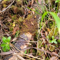 Ptilidium pulcherrimum