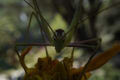 Obolopteryx brevihastata