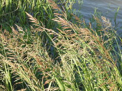 Sorghum halepense