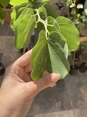 Bauhinia variegata