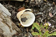 Clinocardium nuttallii