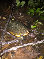 Kinosternon leucostomum