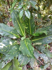 Dieffenbachia
