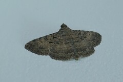 Polydesma umbricola