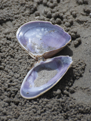 Latona deltoides