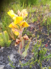 Pterygodium acutifolium