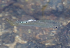 Poecilia mexicana