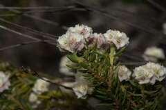 Lachnaea densiflora