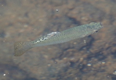 Poecilia mexicana