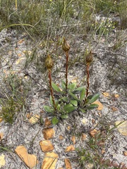 Berkheya herbacea