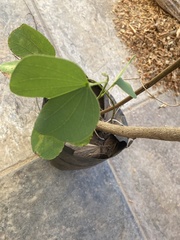 Bauhinia variegata