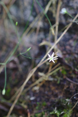 Stellaria longifolia