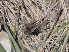 Platycleis albopunctata