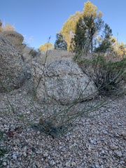 Acmispon argyraeus multicaulis