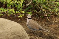 Streptopelia capicola