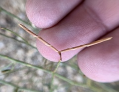 Acmispon argyraeus multicaulis