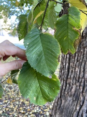 Ulmus rubra