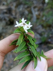 Pimelea longifolia
