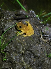 Dendropsophus microcephalus