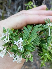 Pimelea longifolia