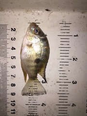 Cribroheros longimanus