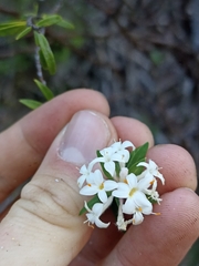 Pimelea longifolia