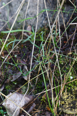 Stellaria longifolia
