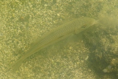 Mulloidichthys flavolineatus