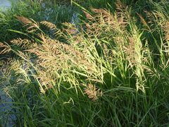 Sorghum halepense