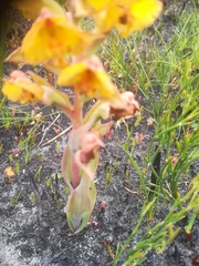 Pterygodium acutifolium
