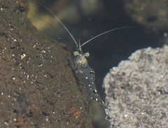 Palaemon debilis
