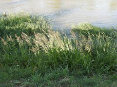 Sorghum halepense