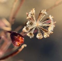Picradeniopsis multiflora