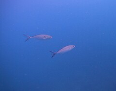 Caranx caballus