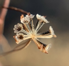 Picradeniopsis multiflora