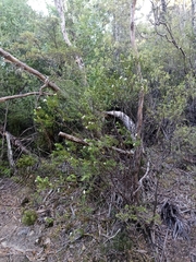 Pimelea longifolia