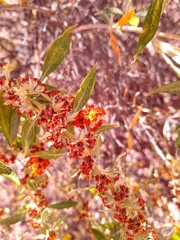 Buddleja tucumanensis
