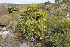 Leucadendron laureolum