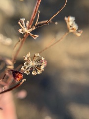 Picradeniopsis multiflora