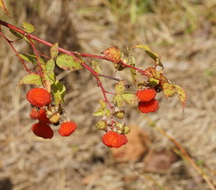 Rubus probus