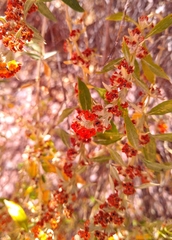 Buddleja tucumanensis