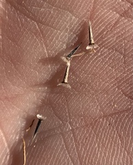 Picradeniopsis multiflora