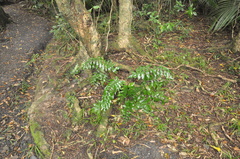 Asplenium oblongifolium